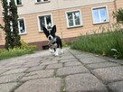 Śliczna suczka Chihuahua - 7