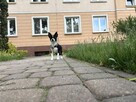 Śliczna suczka Chihuahua - 6