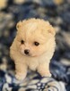 Szpic miniaturowy, pomeranian suczka - 4