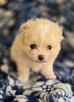 Szpic miniaturowy, pomeranian suczka - 6