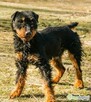 TERI - delikatny psiak w typie terriera za kratami, ADOPTUJ - 2
