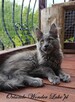 Mruczący niebieski Maine Coon - FPL - 3
