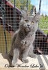 Towarzyski niebieski kocurek Maine Coon - FPL - 4