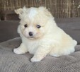 Szpic miniaturowy, pomeranian suczka - 2
