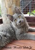 Mruczący niebieski Maine Coon - FPL - 4