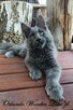 Mruczący niebieski Maine Coon - FPL - 2