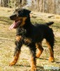 TERI - delikatny psiak w typie terriera za kratami, ADOPTUJ