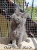 Towarzyski niebieski kocurek Maine Coon - FPL - 5