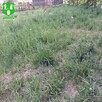 Koszenie trawników - wywóz zielonych odpadów - grabienie - 2