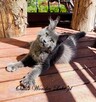 Towarzyski niebieski kocurek Maine Coon - FPL - 2