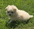 Szpic miniaturowy, pomeranian suczka - 5
