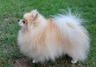 Szpic miniaturowy, pomeranian suczka - 9