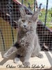 Towarzyski niebieski kocurek Maine Coon - FPL - 3