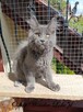 Towarzyski niebieski kocurek Maine Coon - FPL - 7