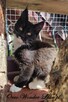 Pieścioch - Czarno biały kocurek Maine Coon - FPL - 4