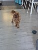Cocer spaniel