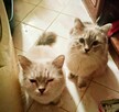 Piękne koty Ragdoll