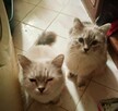 Kocięta Ragdoll Rumia - 4