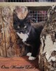 Pieścioch - Czarno biały kocurek Maine Coon - FPL - 7