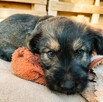 PUMBA - super szczeniak do adopcji