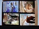 Filmy dvd BBC 16 sztuk o zwierzętach - 2