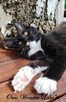 Pieścioch - Czarno biały kocurek Maine Coon - FPL - 6