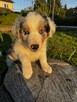 Border Collie FCI z rodowodem - 6