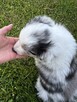 Border Collie FCI z rodowodem - 5