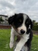 Border Collie FCI z rodowodem - 10