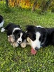 Border Collie FCI z rodowodem - 3