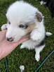 Border Collie FCI z rodowodem - 2