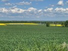Działka budowlana Dobroszów gm. Chojnów, - 2