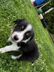 Border Collie FCI z rodowodem - 11