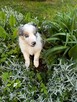 Border Collie FCI z rodowodem - 8