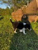 Border Collie FCI z rodowodem - 14
