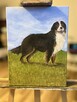 Obraz olejny na płótnie 30/40 cm Berneński pies pasterski - 13