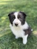 Szczenięta rasy border collie - 5