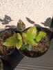 Mahonia i inne krzewy i iglaki - 4