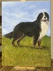 Obraz olejny na płótnie 30/40 cm Berneński pies pasterski - 6