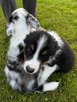 Border Collie FCI z rodowodem - 7