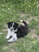 Szczenięta rasy border collie - 3