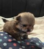 Szpic miniaturowy - pomeranian ZKwP/FCI - 2