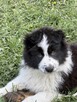 Szczenięta rasy border collie - 4