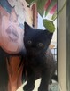 kocięta rasy Scottish Fold pomieszane z Brytyjskim - 2