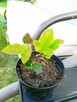 Mahonia i inne krzewy i iglaki - 2