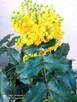 Mahonia i inne krzewy i iglaki