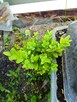 Mahonia i inne krzewy i iglaki - 5