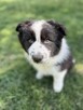Szczenięta rasy border collie - 6