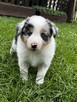 Border Collie FCI z rodowodem - 9