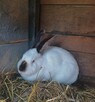 Sprzedam królika samice Kalifornijską - 2